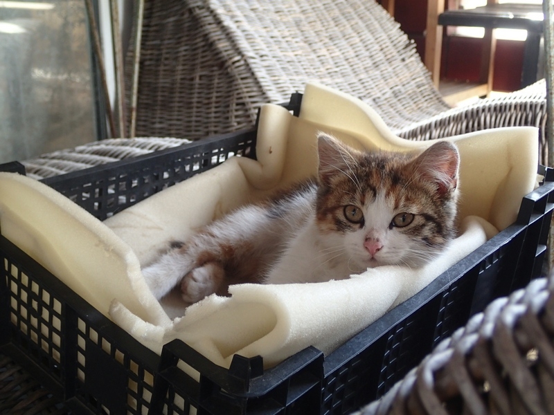 Кошки в нашей жизни. Кошки и все, что с ними связано.