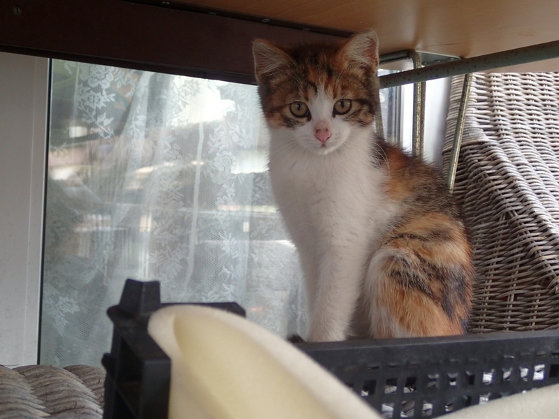 Кошки в нашей жизни. Кошки и все, что с ними связано.