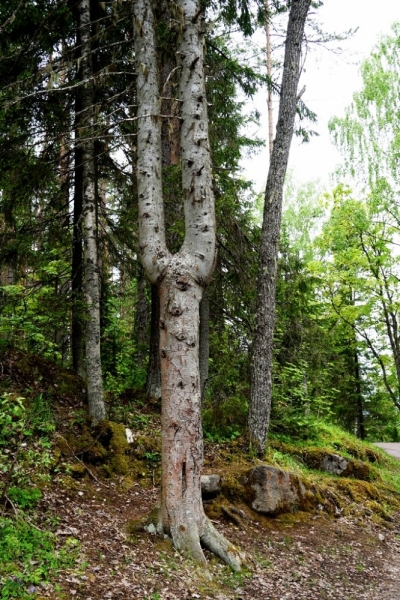 2017, июнь. Опыты по выращиванию туриста. Опыт №9 - из блокадного Ленинграда к жемчужинам Ладоги (Рускеала, Валаам, Тервеничи, свирские вепсы и т.д.)