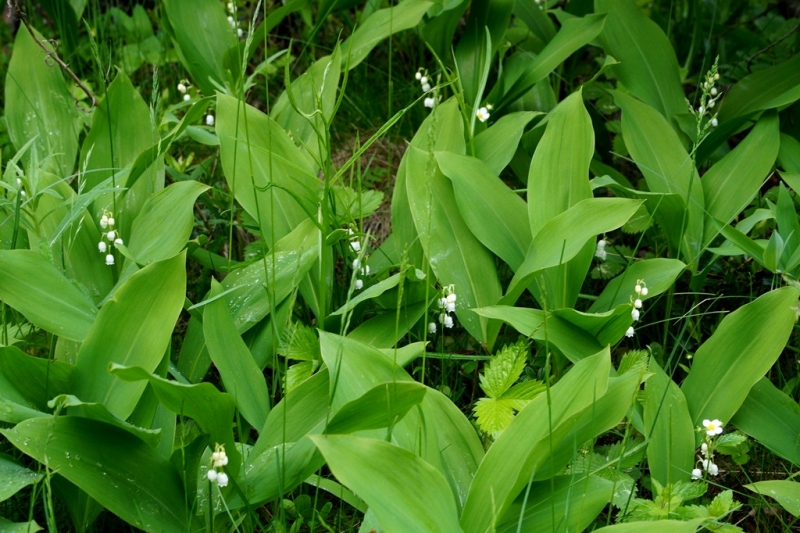 2017, июнь. Опыты по выращиванию туриста. Опыт №9 - из блокадного Ленинграда к жемчужинам Ладоги (Рускеала, Валаам, Тервеничи, свирские вепсы и т.д.)