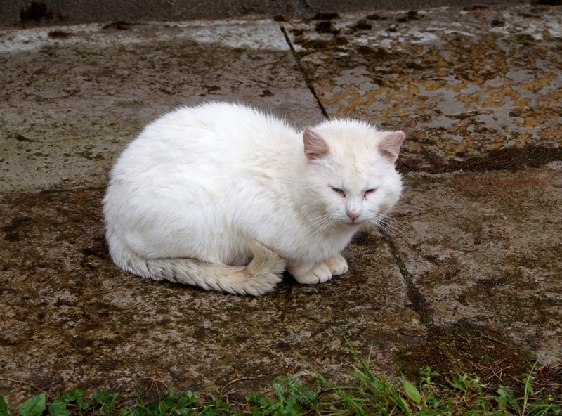 2017, июнь. Опыты по выращиванию туриста. Опыт №9 - из блокадного Ленинграда к жемчужинам Ладоги (Рускеала, Валаам, Тервеничи, свирские вепсы и т.д.)