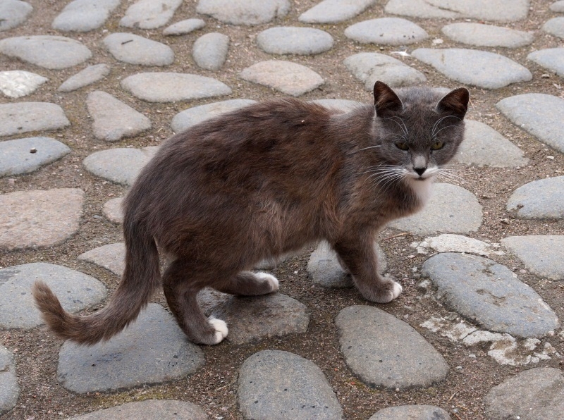 2017, июнь. Опыты по выращиванию туриста. Опыт №9 - из блокадного Ленинграда к жемчужинам Ладоги (Рускеала, Валаам, Тервеничи, свирские вепсы и т.д.)