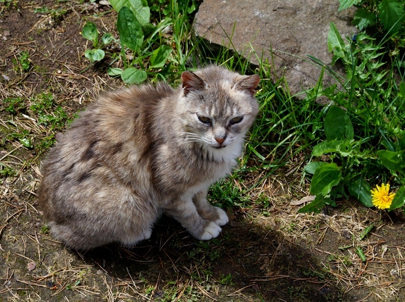 2017, июнь. Опыты по выращиванию туриста. Опыт №9 - из блокадного Ленинграда к жемчужинам Ладоги (Рускеала, Валаам, Тервеничи, свирские вепсы и т.д.)