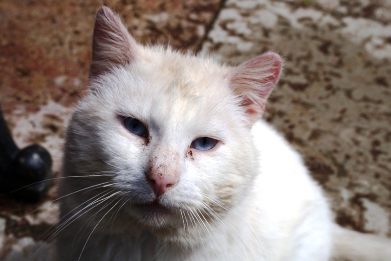 2017, июнь. Опыты по выращиванию туриста. Опыт №9 - из блокадного Ленинграда к жемчужинам Ладоги (Рускеала, Валаам, Тервеничи, свирские вепсы и т.д.)