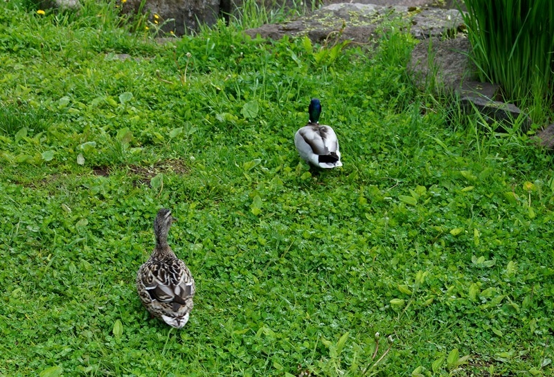 2017, июнь. Опыты по выращиванию туриста. Опыт №9 - из блокадного Ленинграда к жемчужинам Ладоги (Рускеала, Валаам, Тервеничи, свирские вепсы и т.д.)