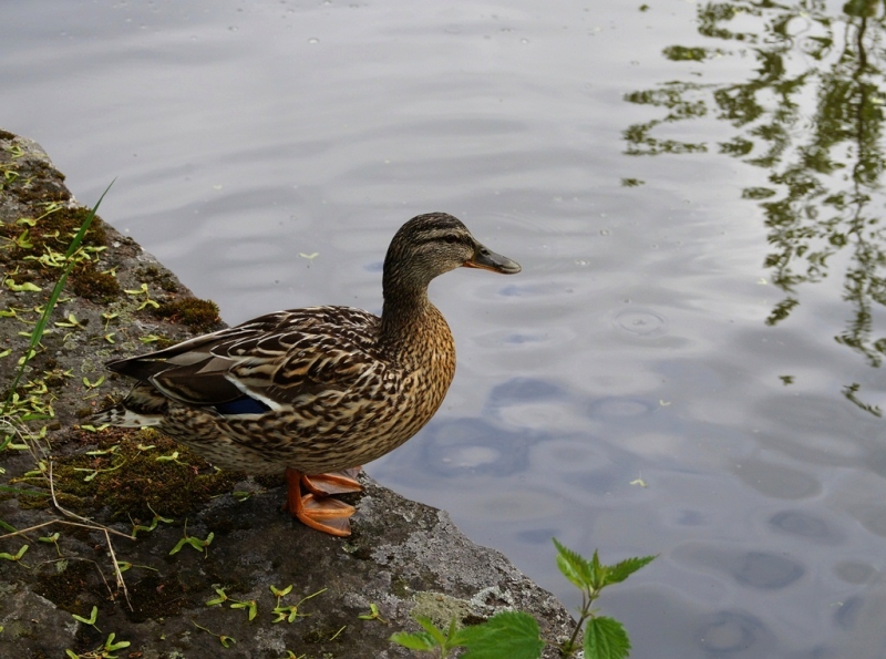 2017, июнь. Опыты по выращиванию туриста. Опыт №9 - из блокадного Ленинграда к жемчужинам Ладоги (Рускеала, Валаам, Тервеничи, свирские вепсы и т.д.)