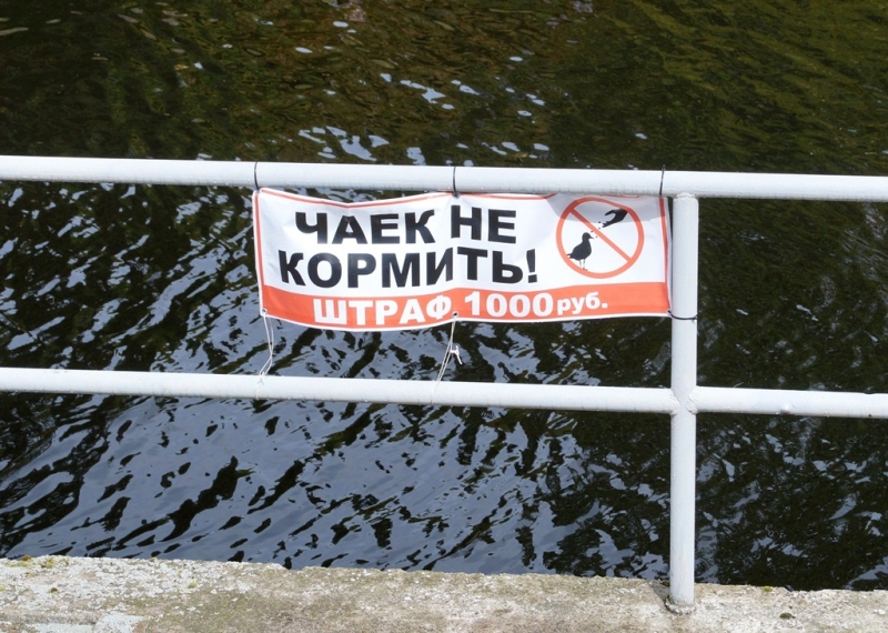 2017, июнь. Опыты по выращиванию туриста. Опыт №9 - из блокадного Ленинграда к жемчужинам Ладоги (Рускеала, Валаам, Тервеничи, свирские вепсы и т.д.)