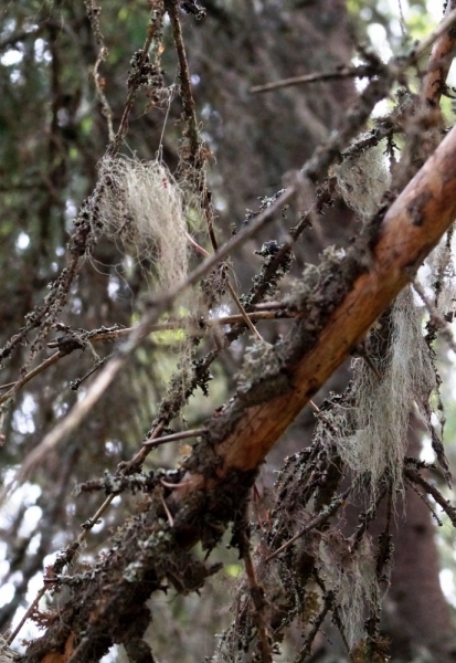 2017, июнь. Опыты по выращиванию туриста. Опыт №9 - из блокадного Ленинграда к жемчужинам Ладоги (Рускеала, Валаам, Тервеничи, свирские вепсы и т.д.)