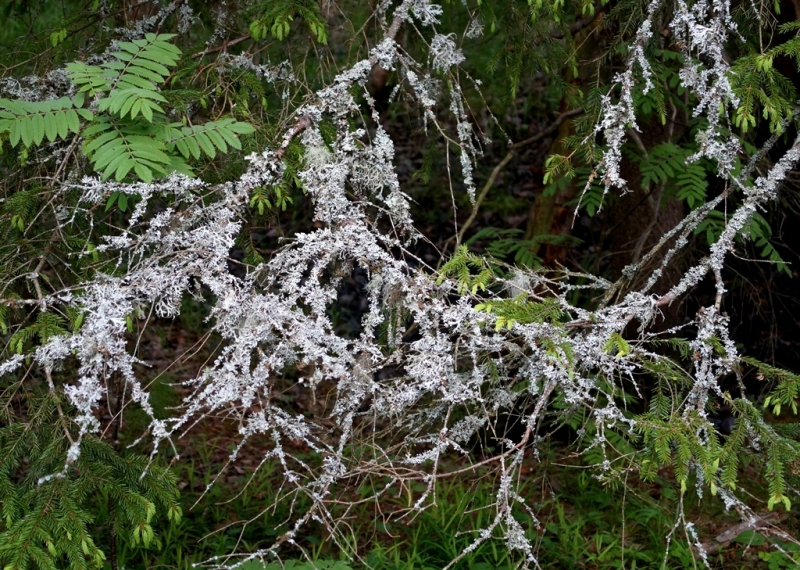 2017, июнь. Опыты по выращиванию туриста. Опыт №9 - из блокадного Ленинграда к жемчужинам Ладоги (Рускеала, Валаам, Тервеничи, свирские вепсы и т.д.)