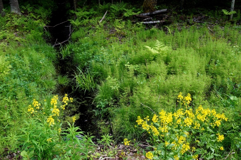 2017, июнь. Опыты по выращиванию туриста. Опыт №9 - из блокадного Ленинграда к жемчужинам Ладоги (Рускеала, Валаам, Тервеничи, свирские вепсы и т.д.)