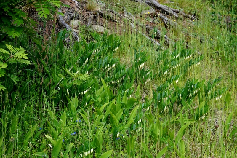 2017, июнь. Опыты по выращиванию туриста. Опыт №9 - из блокадного Ленинграда к жемчужинам Ладоги (Рускеала, Валаам, Тервеничи, свирские вепсы и т.д.)