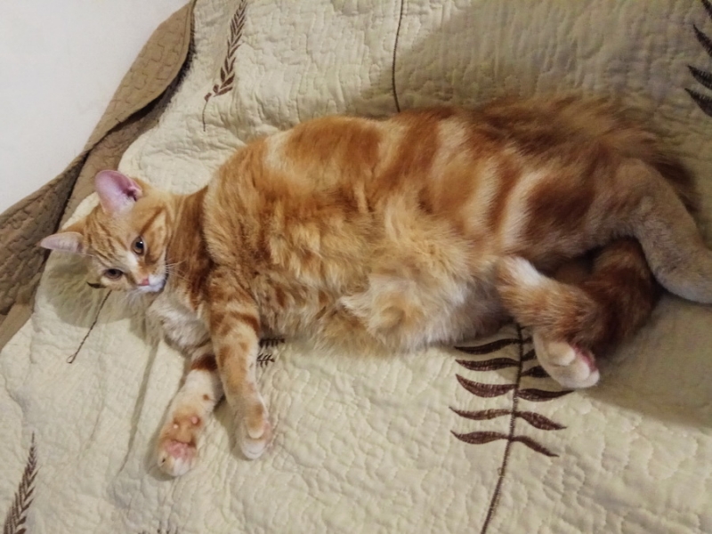 Кошки в нашей жизни. Кошки и все, что с ними связано.