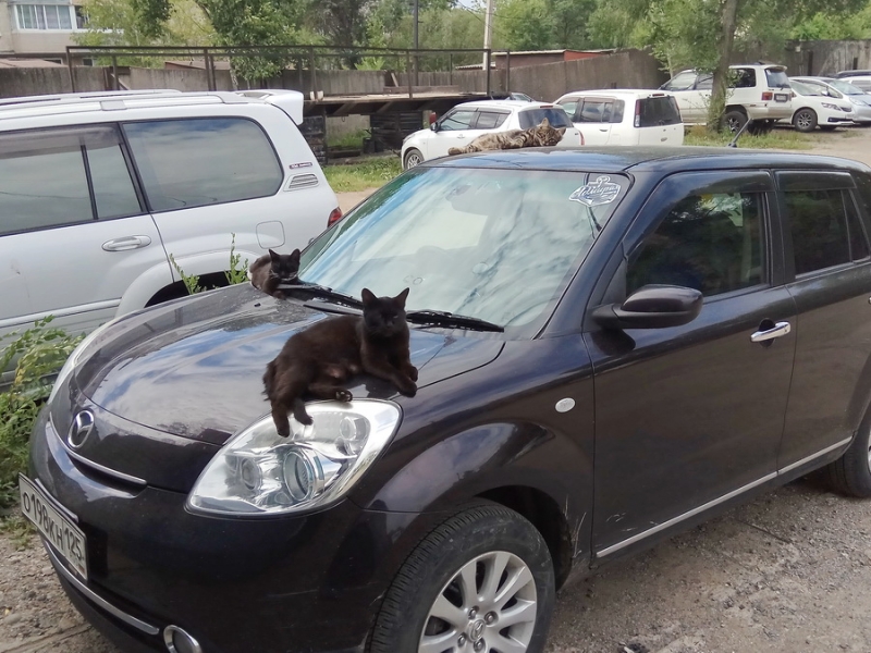 Кошки в нашей жизни. Кошки и все, что с ними связано.