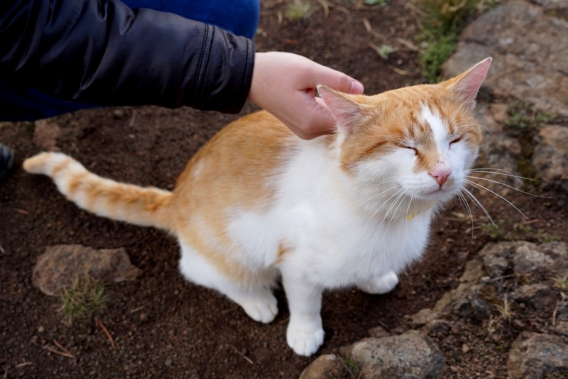 2017, июнь. Опыты по выращиванию туриста. Опыт №9 - из блокадного Ленинграда к жемчужинам Ладоги (Рускеала, Валаам, Тервеничи, свирские вепсы и т.д.)