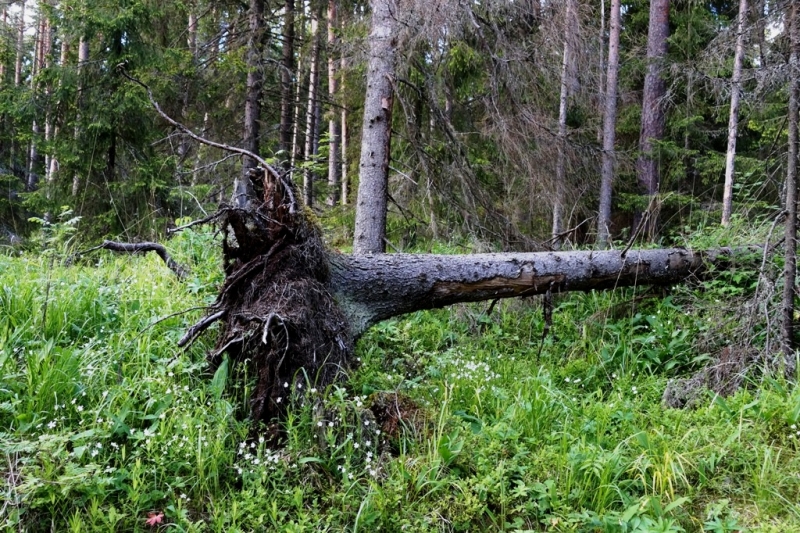 2017, июнь. Опыты по выращиванию туриста. Опыт №9 - из блокадного Ленинграда к жемчужинам Ладоги (Рускеала, Валаам, Тервеничи, свирские вепсы и т.д.)