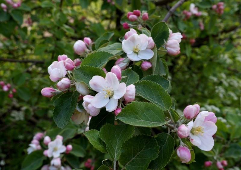 2017, июнь. Опыты по выращиванию туриста. Опыт №9 - из блокадного Ленинграда к жемчужинам Ладоги (Рускеала, Валаам, Тервеничи, свирские вепсы и т.д.)