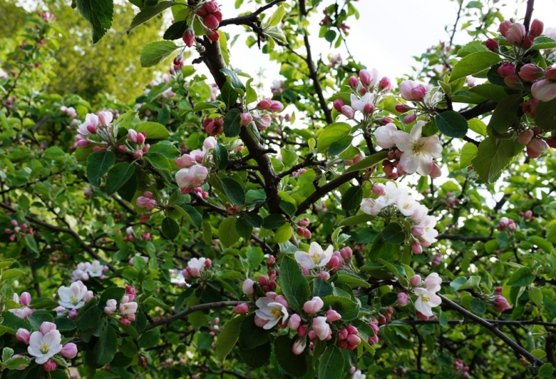 2017, июнь. Опыты по выращиванию туриста. Опыт №9 - из блокадного Ленинграда к жемчужинам Ладоги (Рускеала, Валаам, Тервеничи, свирские вепсы и т.д.)