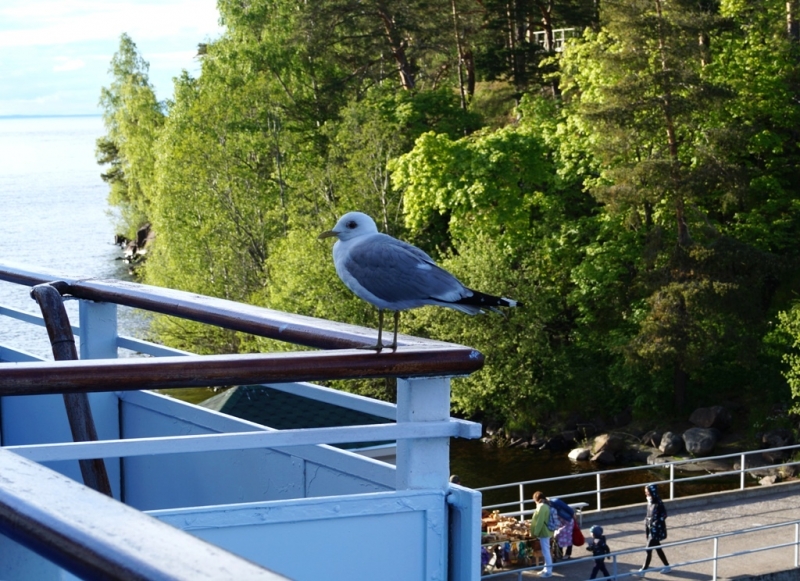 2017, июнь. Опыты по выращиванию туриста. Опыт №9 - из блокадного Ленинграда к жемчужинам Ладоги (Рускеала, Валаам, Тервеничи, свирские вепсы и т.д.)