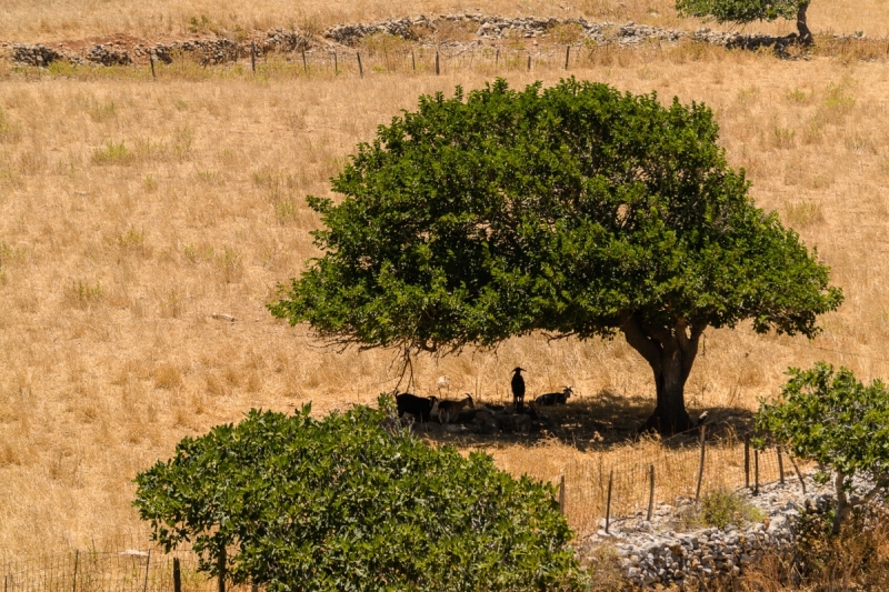 Астипалея - скрытая жемчужина или забытое захолустье?