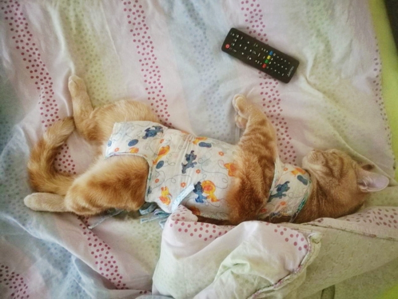 Кошки в нашей жизни. Кошки и все, что с ними связано.