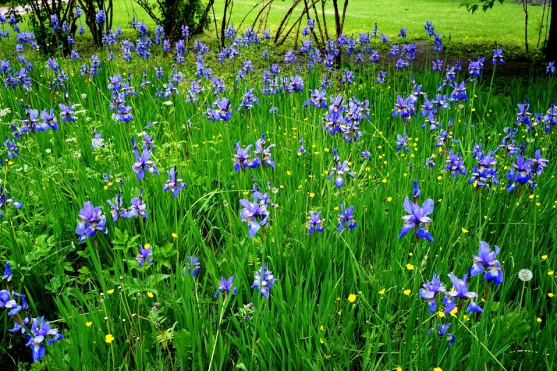 2017, июнь. Опыты по выращиванию туриста. Опыт №9 - из блокадного Ленинграда к жемчужинам Ладоги (Рускеала, Валаам, Тервеничи, свирские вепсы и т.д.)