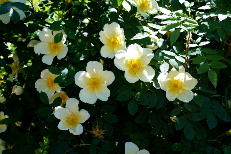 2017, июнь. Опыты по выращиванию туриста. Опыт №9 - из блокадного Ленинграда к жемчужинам Ладоги (Рускеала, Валаам, Тервеничи, свирские вепсы и т.д.)