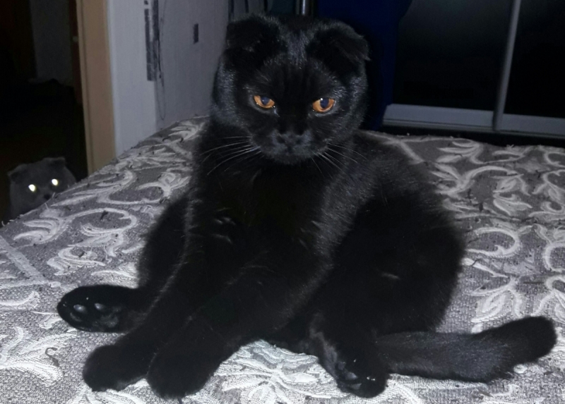 Кошки в нашей жизни. Кошки и все, что с ними связано.