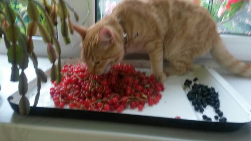 Кошки в нашей жизни. Кошки и все, что с ними связано.