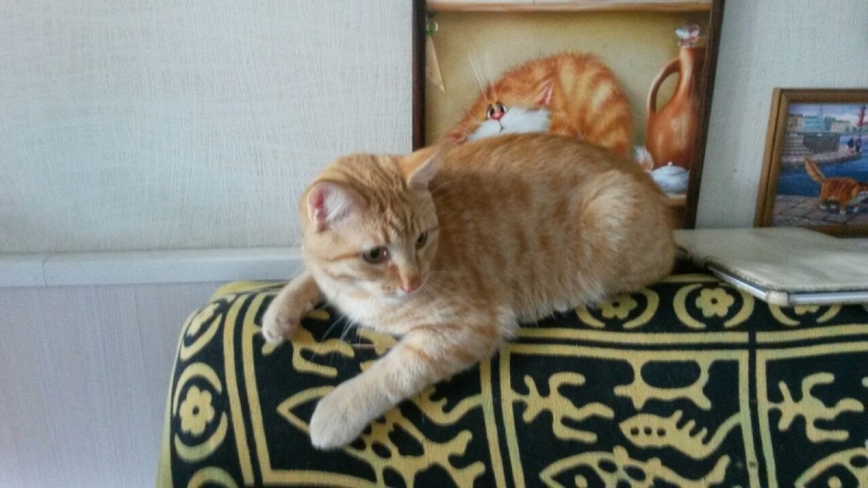 Кошки в нашей жизни. Кошки и все, что с ними связано.