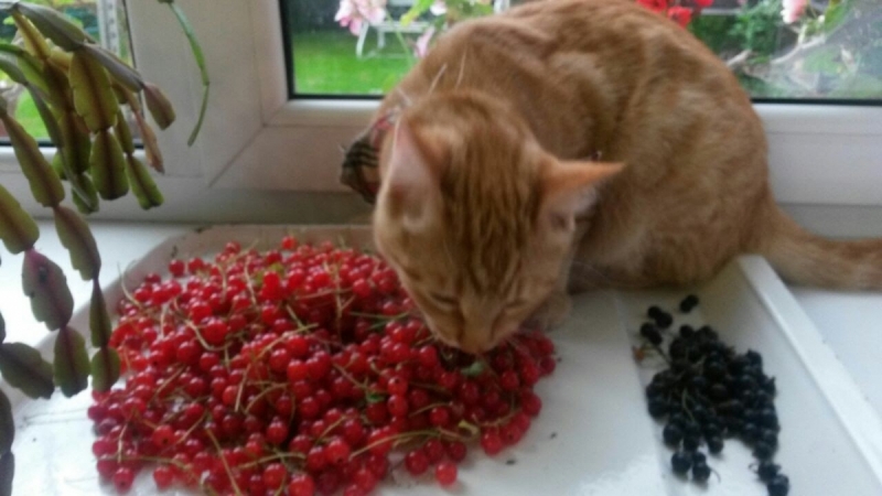 Кошки в нашей жизни. Кошки и все, что с ними связано.