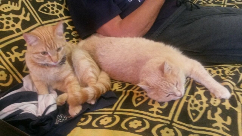 Кошки в нашей жизни. Кошки и все, что с ними связано.