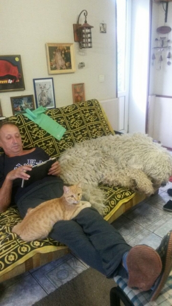 Кошки в нашей жизни. Кошки и все, что с ними связано.