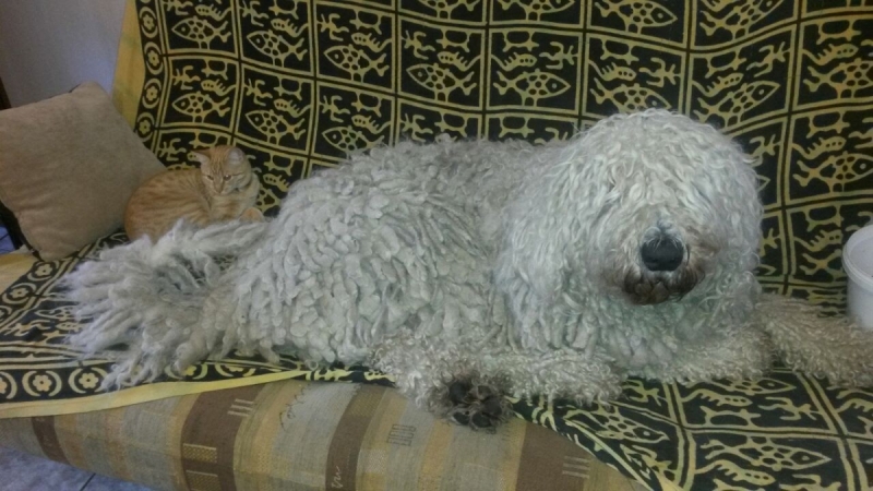 Кошки в нашей жизни. Кошки и все, что с ними связано.