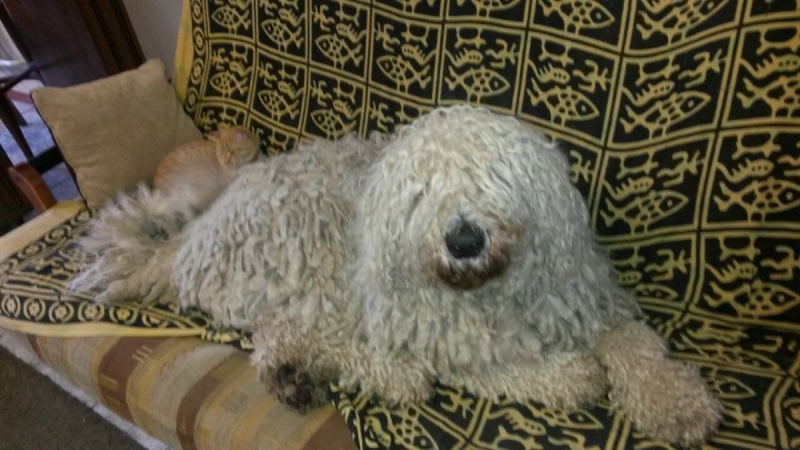 Кошки в нашей жизни. Кошки и все, что с ними связано.