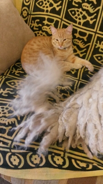 Кошки в нашей жизни. Кошки и все, что с ними связано.