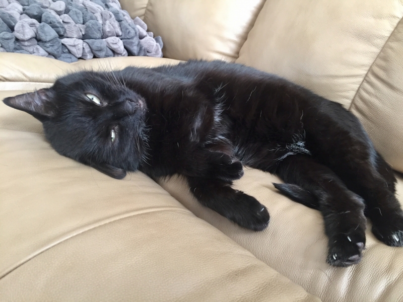 Кошки в нашей жизни. Кошки и все, что с ними связано.