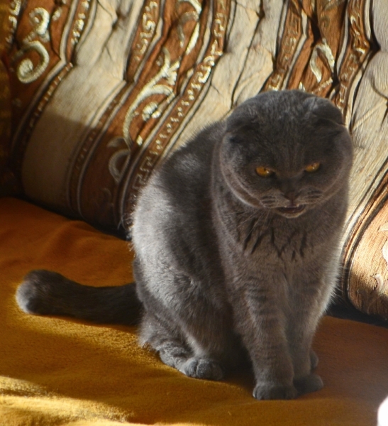 Кошки в нашей жизни. Кошки и все, что с ними связано.