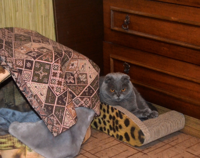 Кошки в нашей жизни. Кошки и все, что с ними связано.