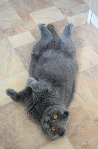 Кошки в нашей жизни. Кошки и все, что с ними связано.