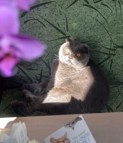 Кошки в нашей жизни. Кошки и все, что с ними связано.