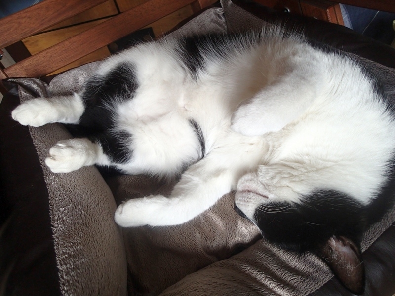 Кошки в нашей жизни. Кошки и все, что с ними связано.