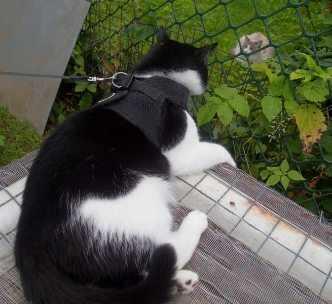 Кошки в нашей жизни. Кошки и все, что с ними связано.