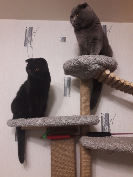 Кошки в нашей жизни. Кошки и все, что с ними связано.