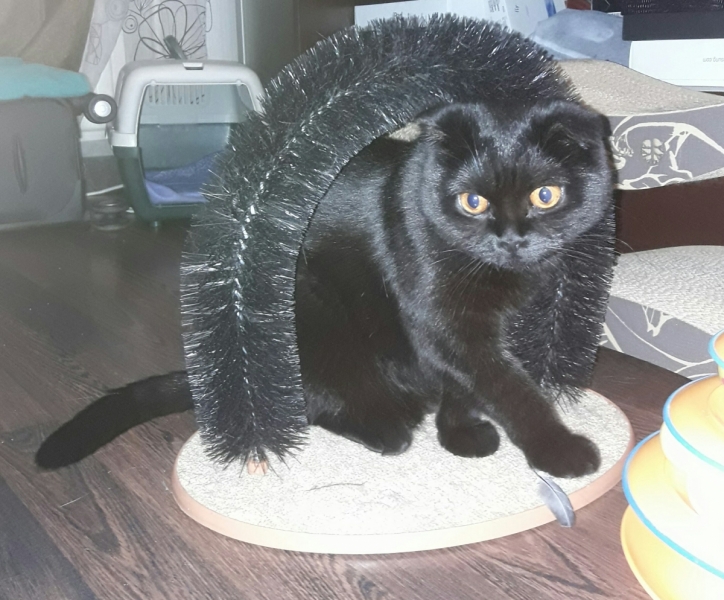 Кошки в нашей жизни. Кошки и все, что с ними связано.