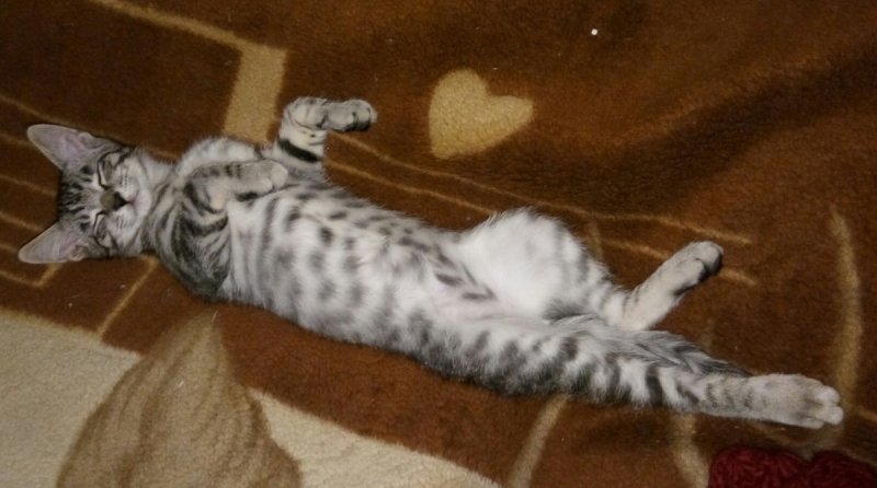 Кошки в нашей жизни. Кошки и все, что с ними связано.