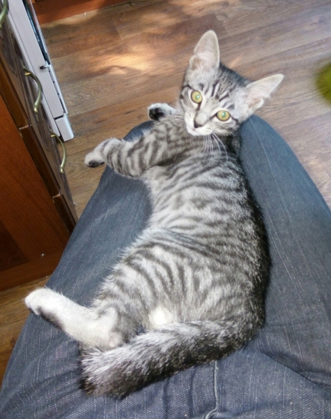 Кошки в нашей жизни. Кошки и все, что с ними связано.