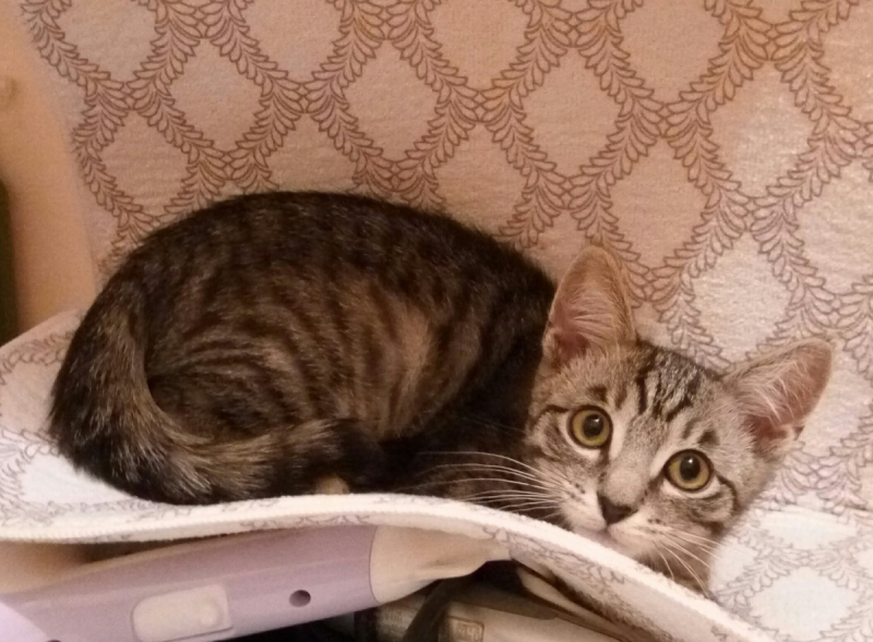 Кошки в нашей жизни. Кошки и все, что с ними связано.