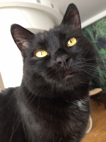 Кошки в нашей жизни. Кошки и все, что с ними связано.