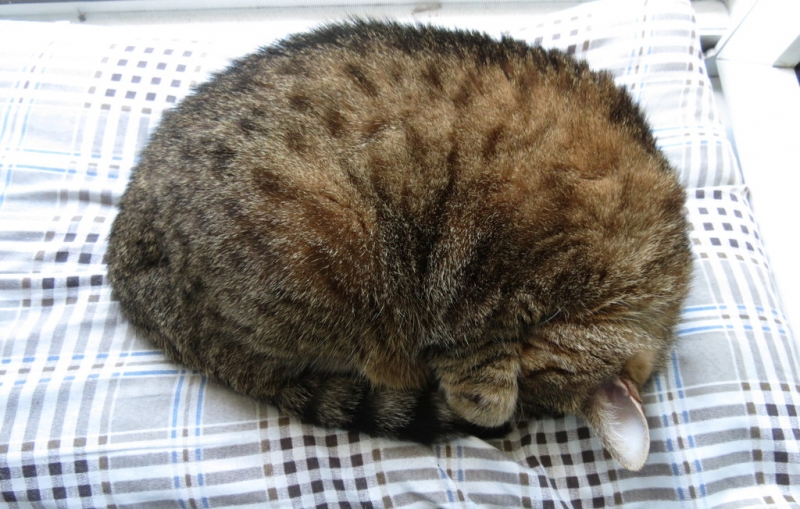 Кошки в нашей жизни. Кошки и все, что с ними связано.