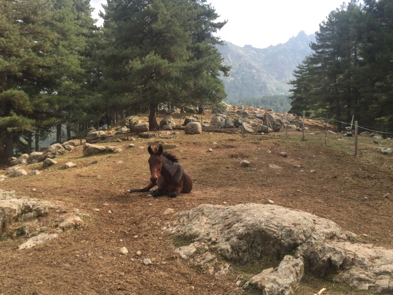 Корсика, GR20 с юга на север.